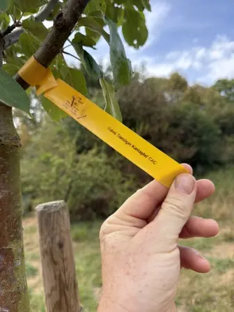 Foto treephoto-cexupjqfsvdgtiwu9krtag4m.jpeg