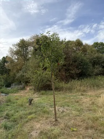 Foto treephoto-unzd0qloa1ibft9b8zznryhn.jpeg