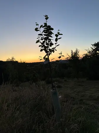 Foto treephoto-w794e2cjlezc3z9i2up31rl7.jpeg