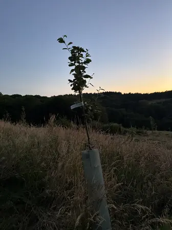 Foto treephoto-wtghux9aqfk1ofwiapf2g4vx.jpeg