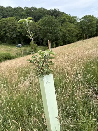 Foto treephoto-lowtaix49p9fhwh874hsh49p.jpeg