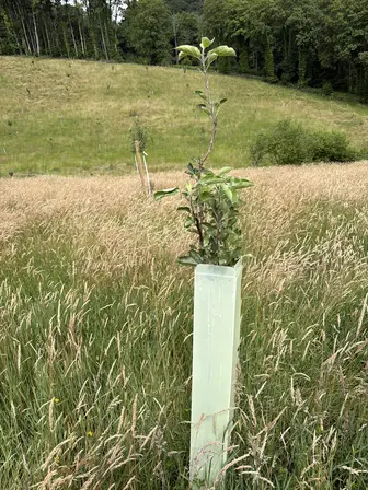 Foto treephoto-okpva987d3r6e5g0txmbck08.jpeg