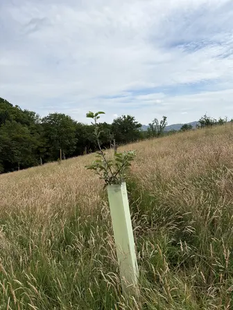 Foto treephoto-qwapkulbukkdw1jl5wjgisid.jpeg