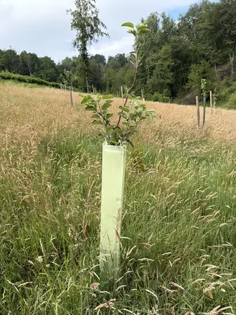 Foto treephoto-she2keewxd0laxxl6wmoqisk.jpeg