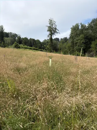 Foto treephoto-t3se1hhibo3zgss6hsdcvlru.jpeg