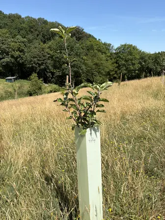 Foto treephoto-wekltjdit0b0rlku2kzqlhwh.jpeg