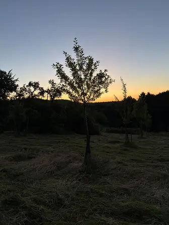 Foto treephoto-b917xin7z2qzoehpvaqucm1o.jpeg