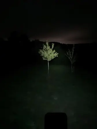 Foto treephoto-bv6fe6nbhol2zqxkr91za17k.jpeg