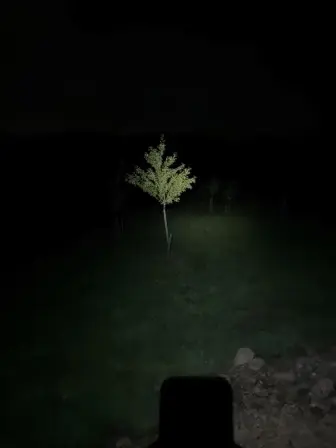 Foto treephoto-vbfa1aj8jg56mkzilp8t5pws.jpeg
