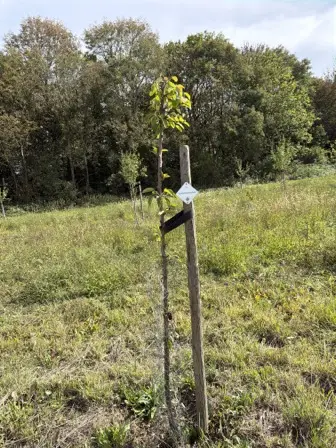 Foto treephoto-akjfdczywcfyaa84zzejgeot.jpeg