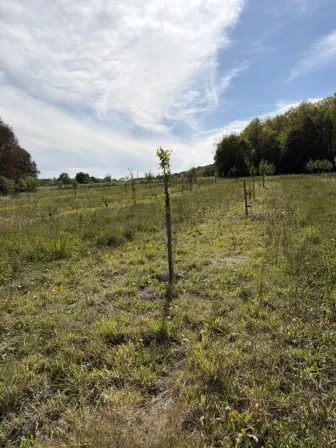 Foto treephoto-zpk5jf9cvcsbekfpnuxgnhpe.jpeg