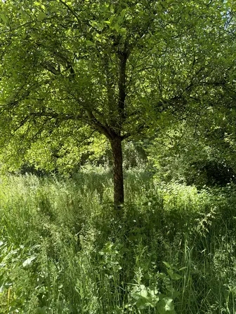 Foto treephoto-b04ipr0qmwhpihy3cwsi0nze.jpeg