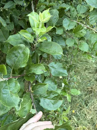 Foto treephoto-cyycrswepf2da9w3u69ra1xx.jpeg