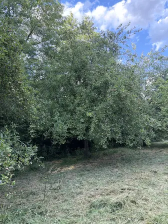 Foto treephoto-ebeu46sa1kstgsgsrjw17xnm.jpeg