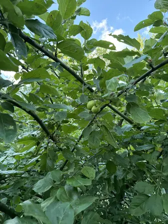 Foto treephoto-exrgh1a8xlmd1uziq17gnah1.jpeg