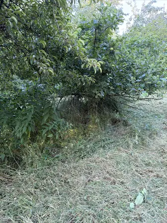 Foto treephoto-lv7aogf1k8p2wvbag4ddsuhv.jpeg