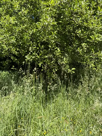 Foto treephoto-o9aljit3nzoksnv9ang9ky4p.jpeg