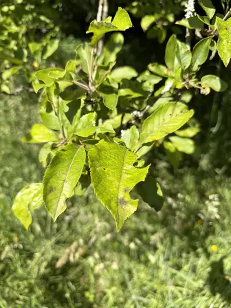 Foto treephoto-ov91a0lax4s0qzqjwbgartp2.jpeg