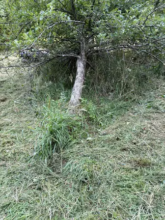 Foto treephoto-p7ho19c88m8dr9sfzwahepzu.jpeg