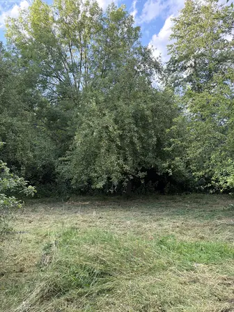 Foto treephoto-pkpxstdzhkciljdnk9rbnqrz.jpeg