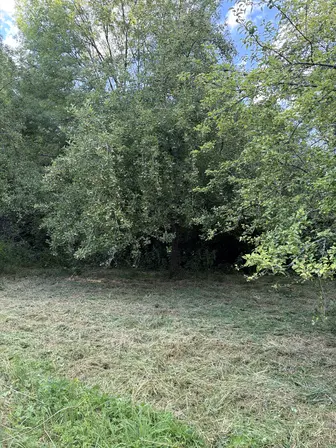 Foto treephoto-pm1rmjm1yqvpxkjqr8almnvu.jpeg