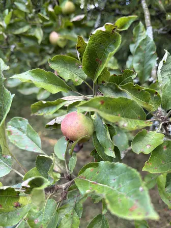 Foto treephoto-rompenrmt62g50flnra7xbef.jpeg