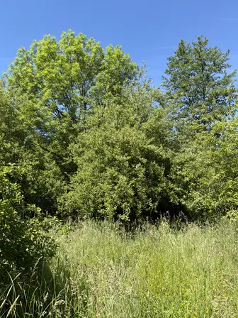 Foto treephoto-zsgj5fdvhlamcsbsmjaiuzg1.jpeg