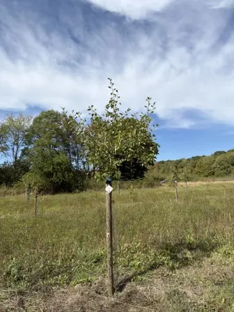 Foto treephoto-jv8drzog0occn7eeglmrw60f.jpeg