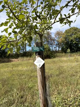 Foto treephoto-medk6lcypbf0mbupo4xu3ogs.jpeg