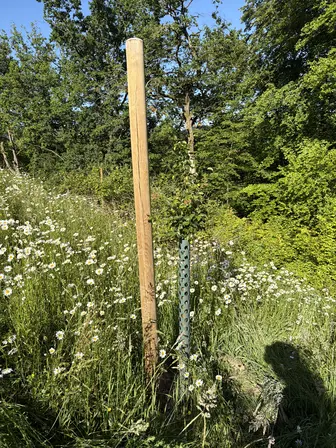 Foto treephoto-cnninji94aqf2knhjf388ax1.jpeg