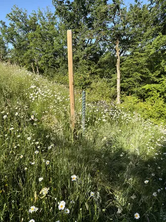 Foto treephoto-df4silx6zr0wtyuxvkp9v7kg.jpeg