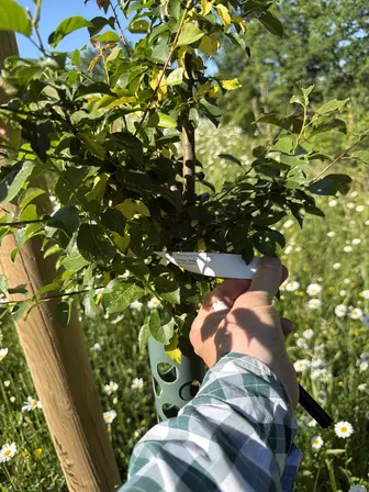Foto treephoto-k1g340tubbpt27r8prw6znq6.jpeg