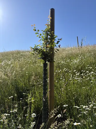 Foto treephoto-l2rxlhdzwbc95fhyb1mtqpqn.jpeg