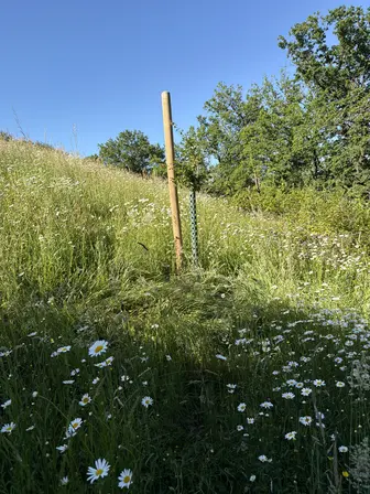 Foto treephoto-pf9kskre3hdcm8ilb57ezqea.jpeg