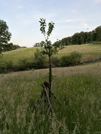 Foto treephoto-ekjvgzodjru80s3dr0x24kvk.jpeg