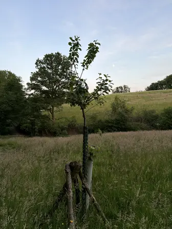 Foto treephoto-kmmgunkepieyxlojqo3r0yqo.jpeg