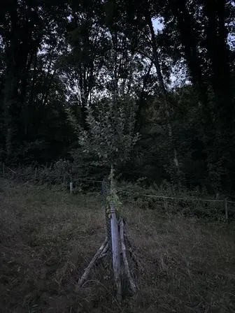 Foto treephoto-my2rjb3d7duwalby1esis44e.jpeg