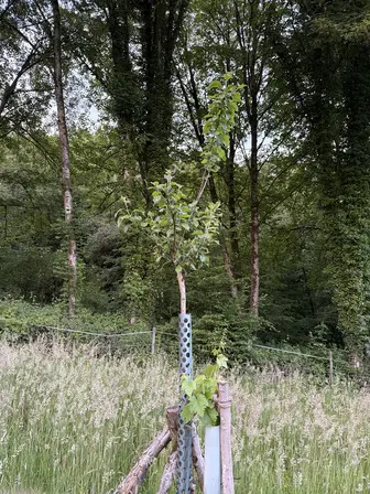 Foto treephoto-q9s3ckarta015pctr0rud11k.jpeg
