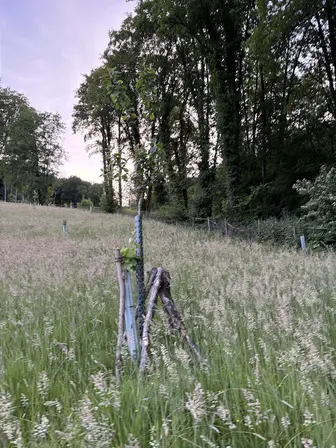 Foto treephoto-uqwnfczgw0fo467ddxf1mxad.jpeg