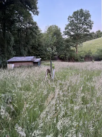 Foto treephoto-y0uo43crp77hn430zya3lbkj.jpeg