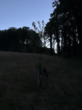 Foto treephoto-y9mw74muvid1za4d9oiscd65.jpeg