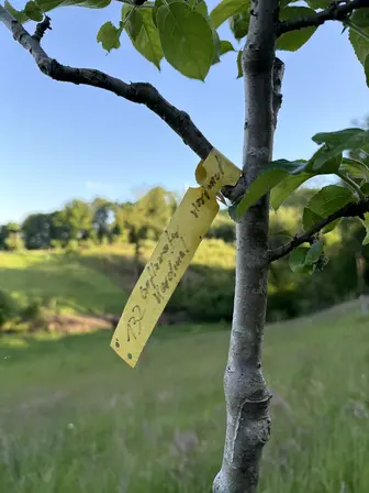 Foto treephoto-bcd4a19g9s2cqneq0ro7ghm4.jpeg
