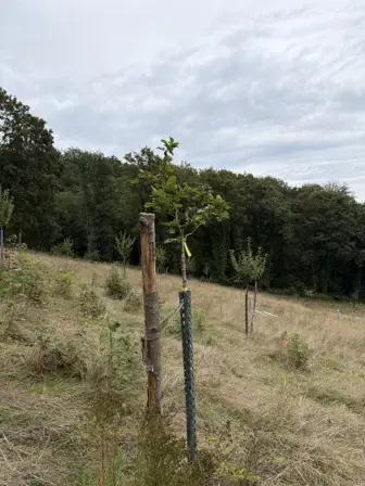 Foto treephoto-hiwtqvbqlwfgblsd7m804iue.jpeg