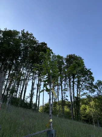 Foto treephoto-nr2ws106md3dhlt9nuixy9pr.jpeg