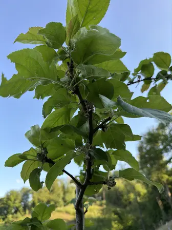 Foto treephoto-o25g2iefmfbeafvxtu9m1d8w.jpeg