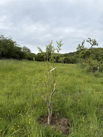 Foto treephoto-zhmxq98dldxpvyrs1k4wfhov.jpeg