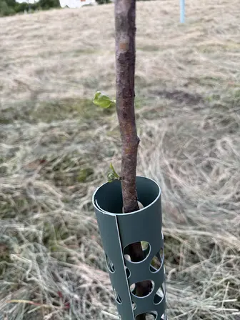 Foto treephoto-pds0dioso5fg2zppu1l6svpd.jpeg