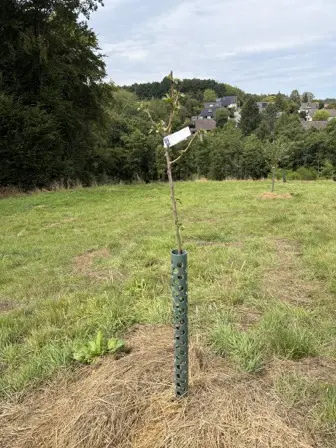 Foto treephoto-x7fgelpsw8h95mg1xpk2nmmi.jpeg