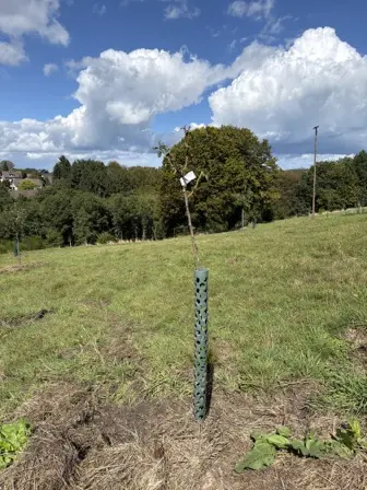 Foto treephoto-z0pxeltx8ft2filtga8grbpr.jpeg