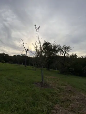 Foto treephoto-e4jnfcqarhzkx9w569hj7vdt.jpeg